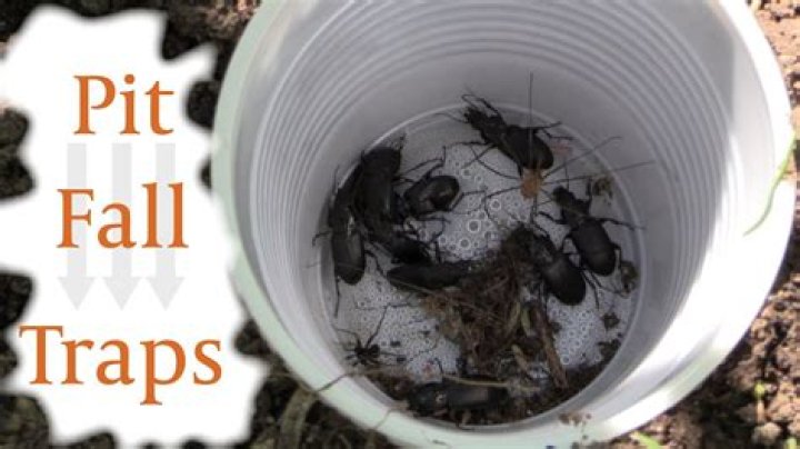 What is a pitfall trap used for