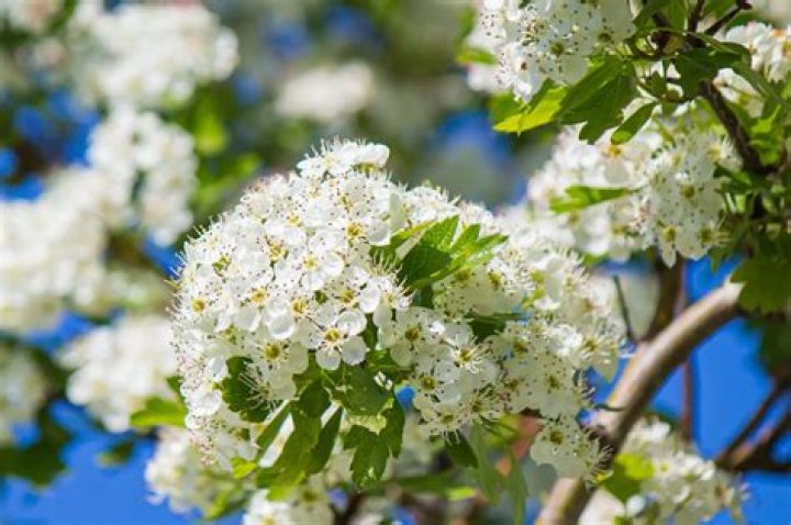 What is Hawthorn wood good for