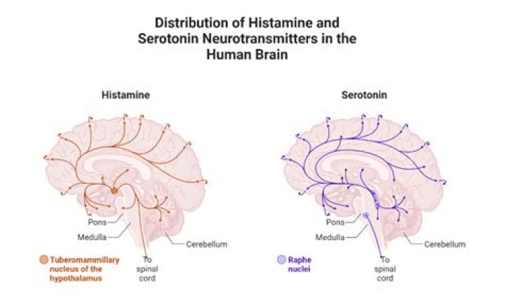 What is histamine in the brain