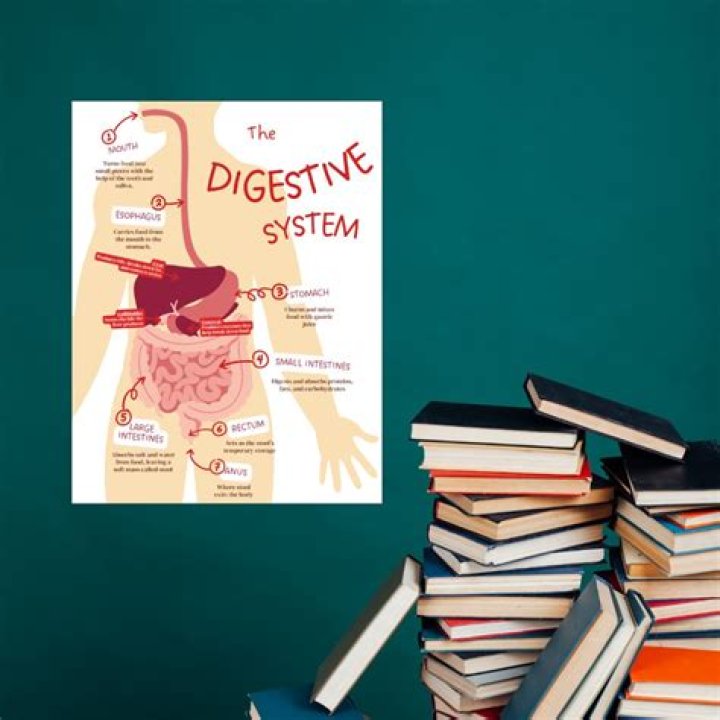 What is interesting about the digestive system