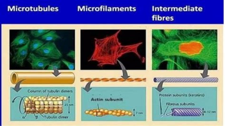 What is microfilament and microtubule in cytoskeleton