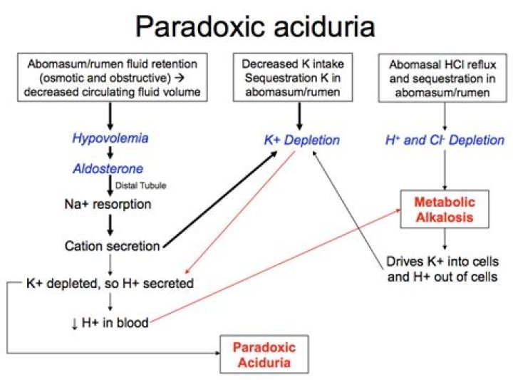 What is Paradoxic aciduria