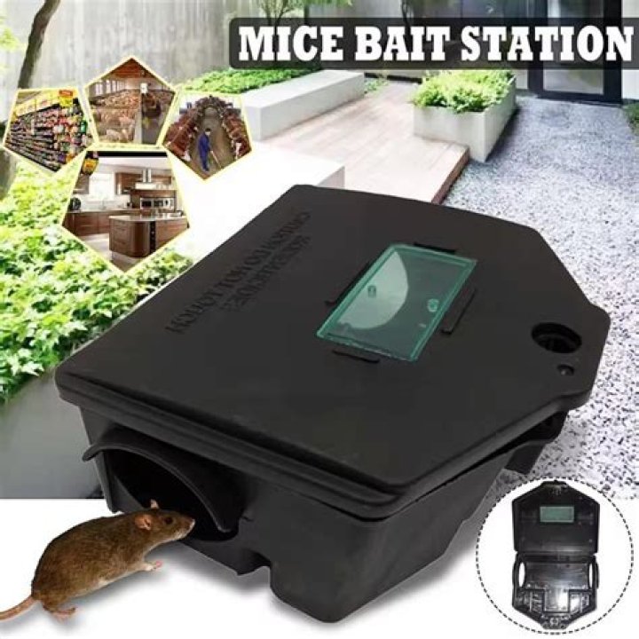 What is the best mouse bait station