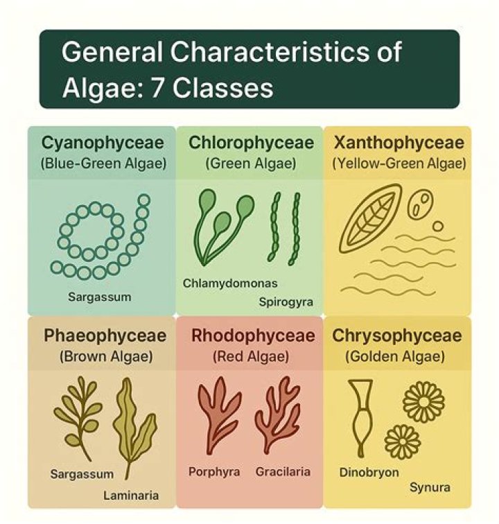 What is the class of green algae