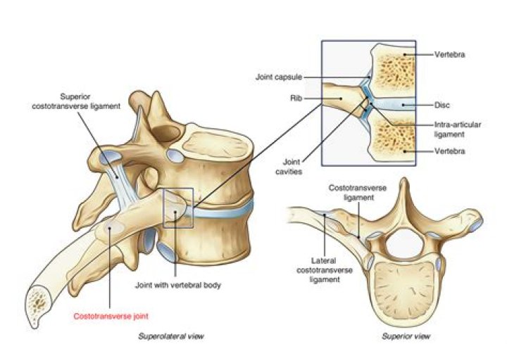 What is the Costotransverse joint