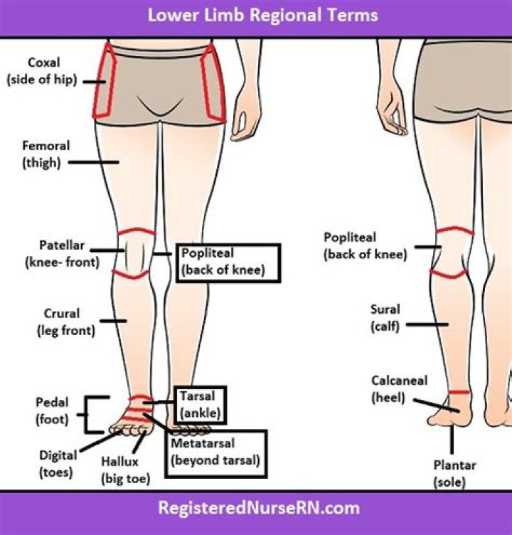 What is the crural region