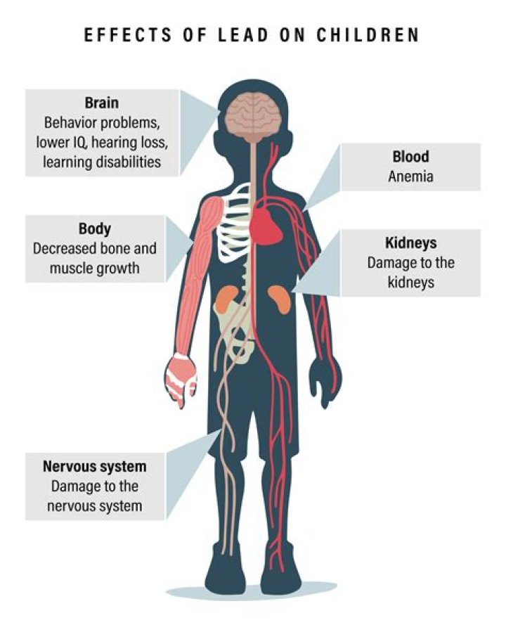 What is the effect of lead on the nervous system of adults