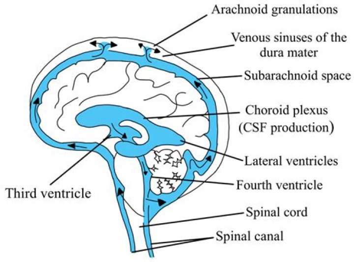 What is the function of CSF and how is it produced