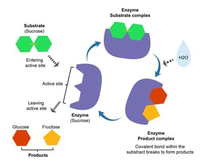 What is the function of the enzyme substrate complex
