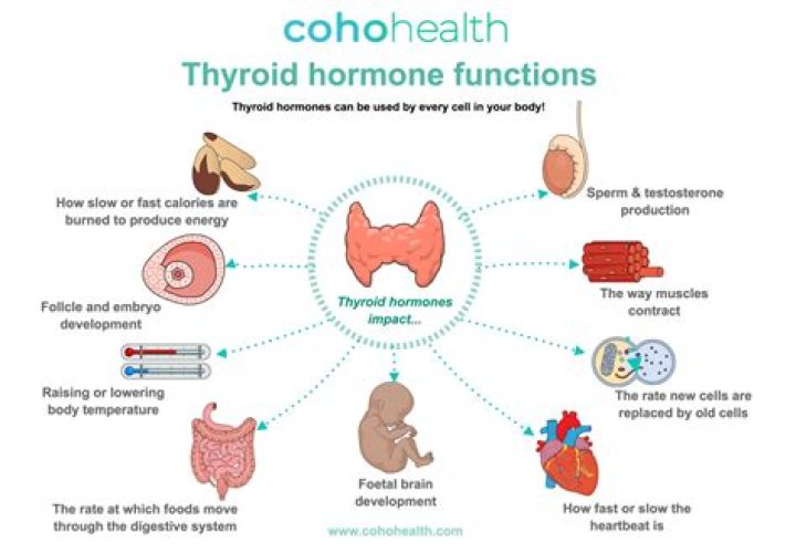 What is the function of thyroxine hormone
