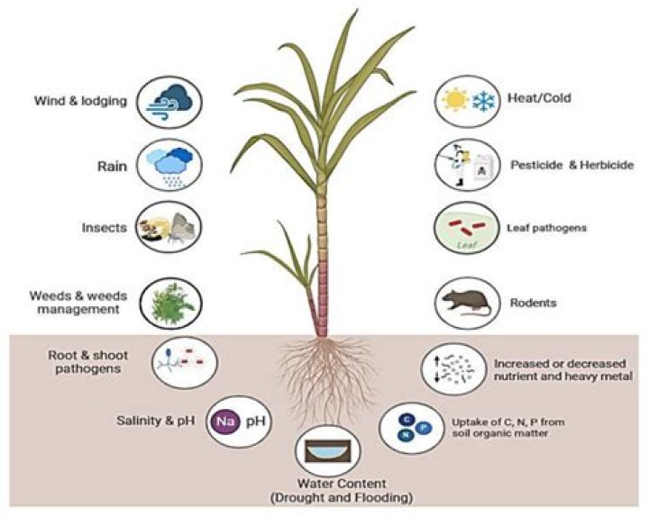 What is the ideal minimum temperature for growth of sugarcane