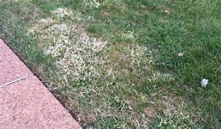 What is the orange residue on my lawn