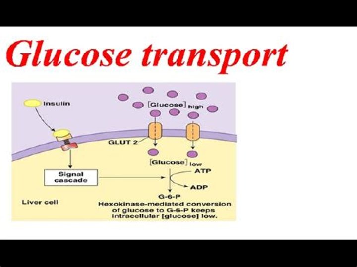 What is the purpose of glucose in the body
