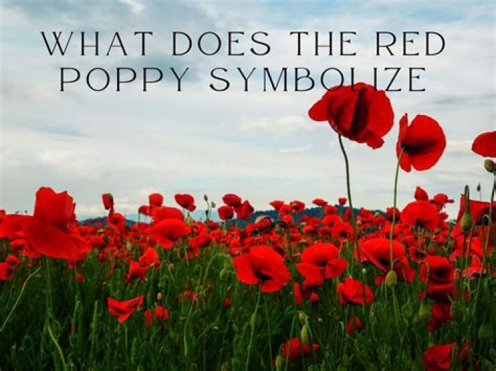 What is the significance of the red poppy