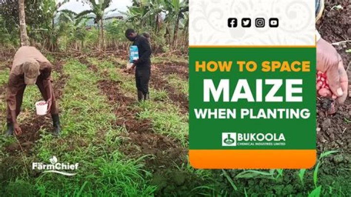 What is the spacing for planting maize