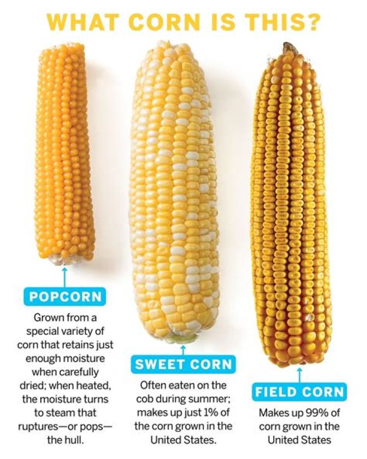 What is Trevelyns corn