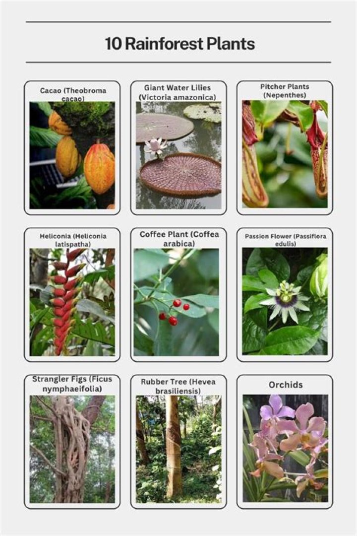 What kind of plants grow in Brazil