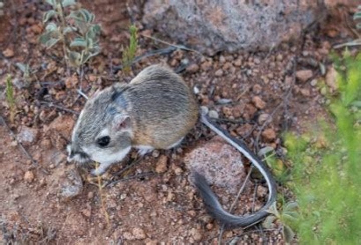 What kind of seeds do kangaroo rats eat