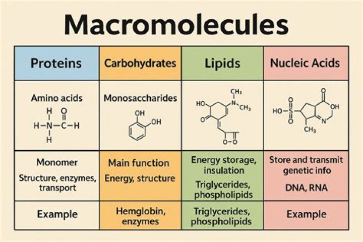 What macromolecules have structural roles