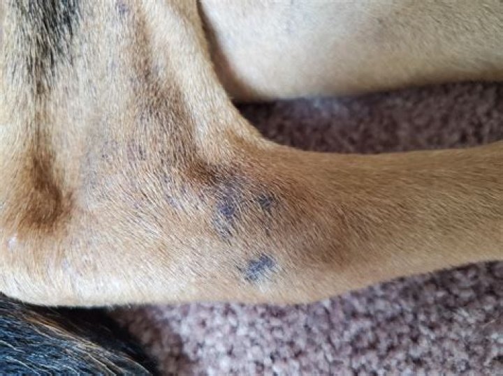 What Makes A Dog’s Skin Turn Black