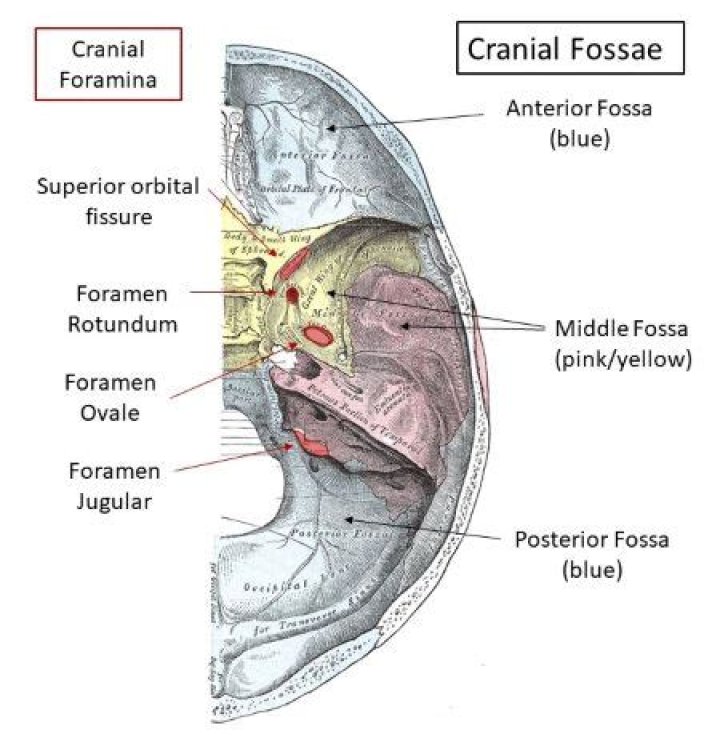 What passes through the foramen