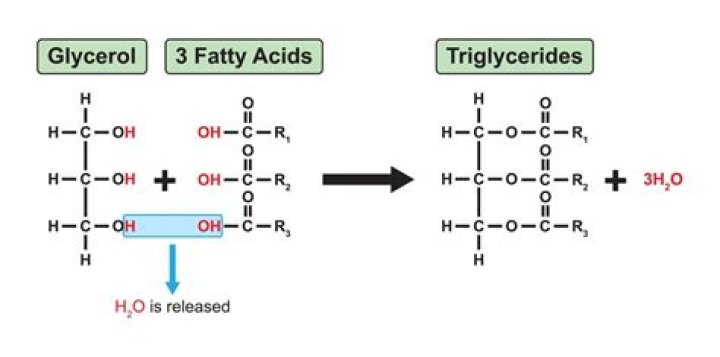 What reaction forms triglycerides