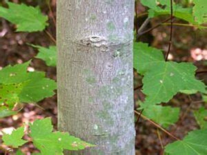 What trees have thin bark