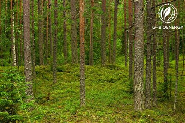 What type of biome is Alaska