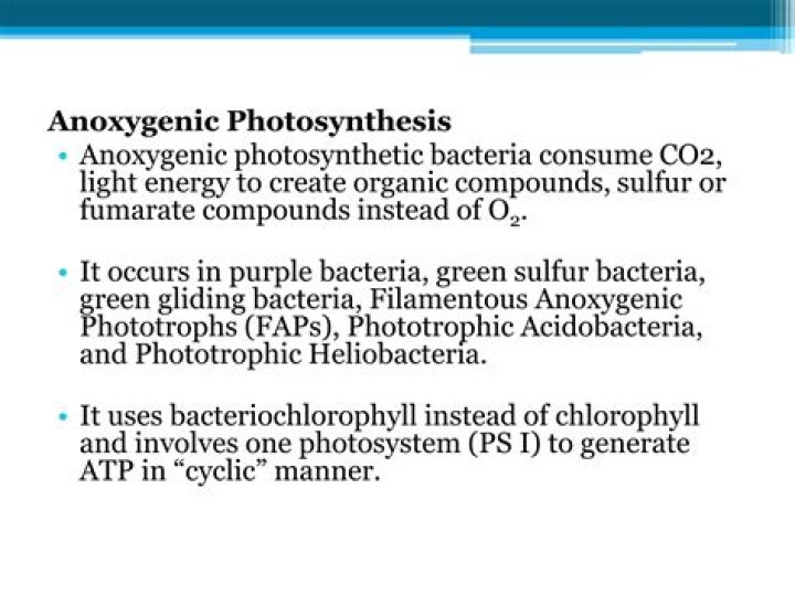 Where are phototrophic bacteria found
