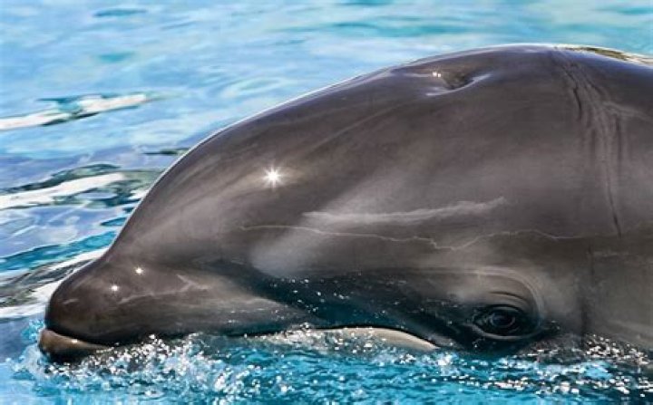 Where are Wholphins found
