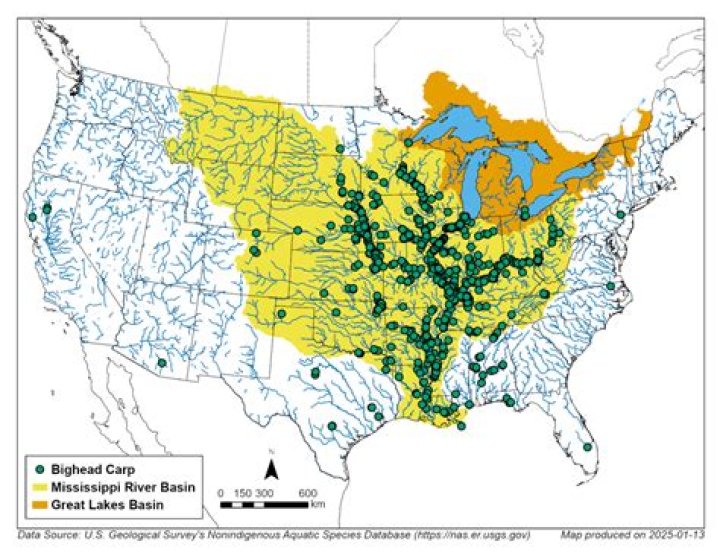 Where can grass carp be found