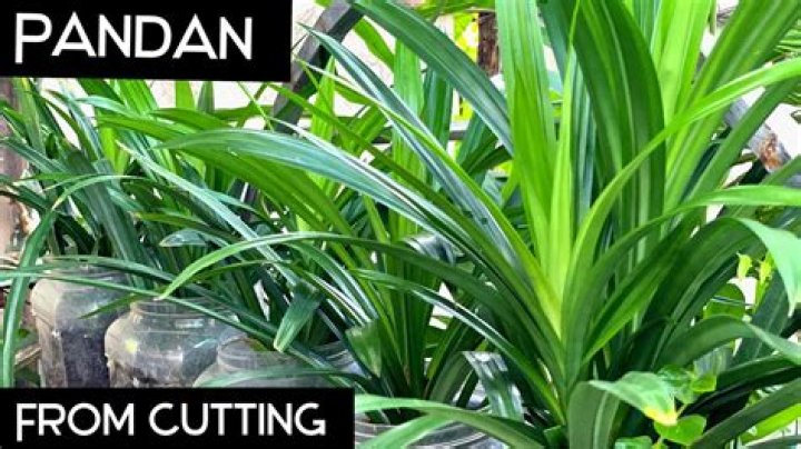 Where can I buy pandan leaves in UK