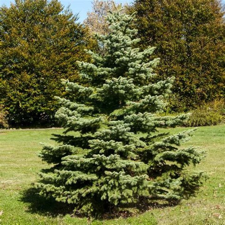 Where can I buy white spruce
