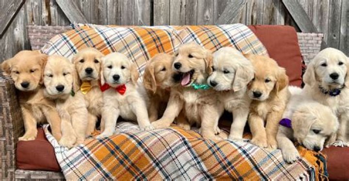 Where can I find puppies in my area