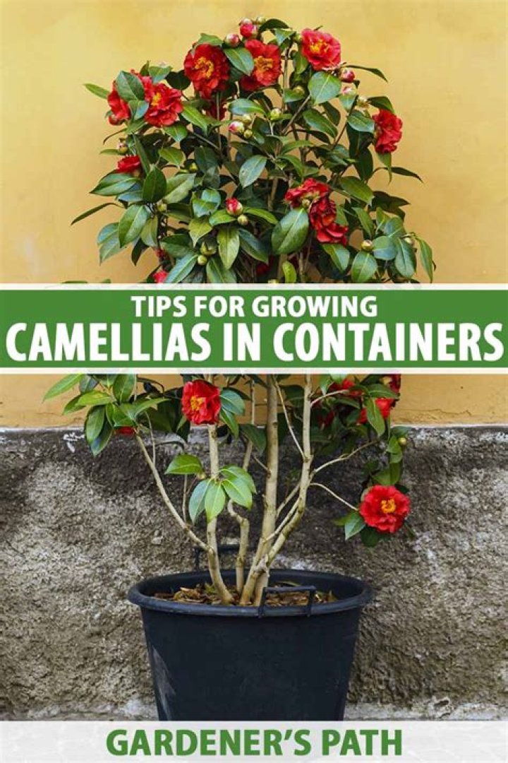 Where do Camellias grow