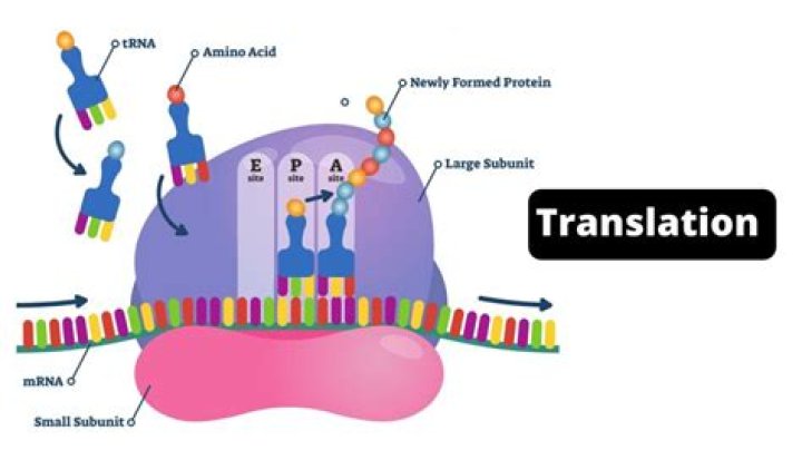 Where does DNA translation occur