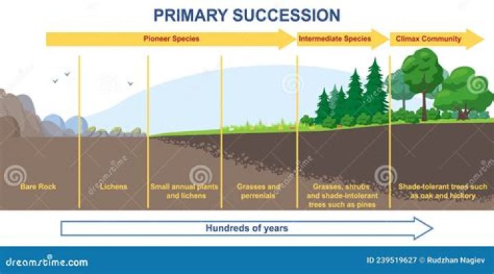 Where will primary succession occur Brainly