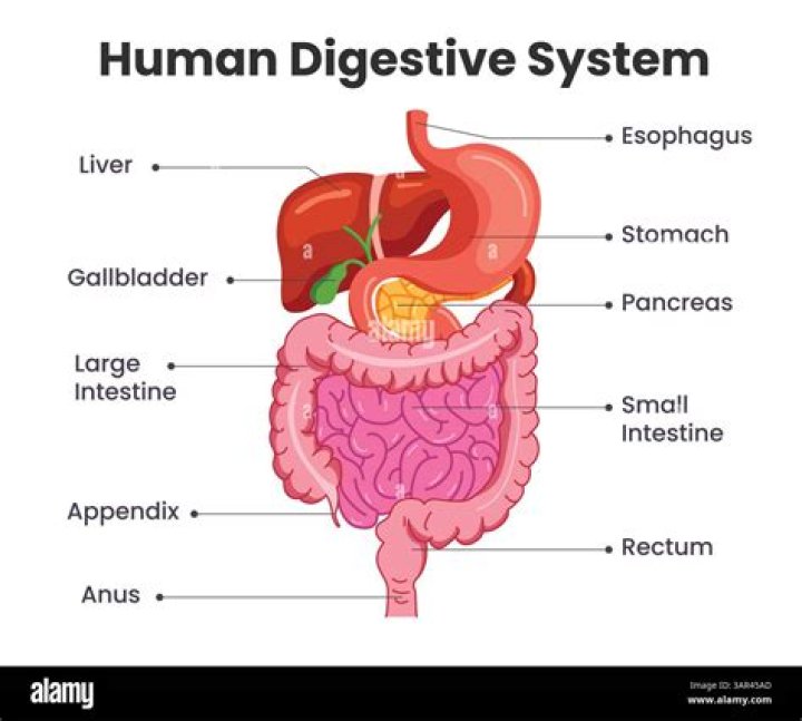 Which are the major organs of the digestive system