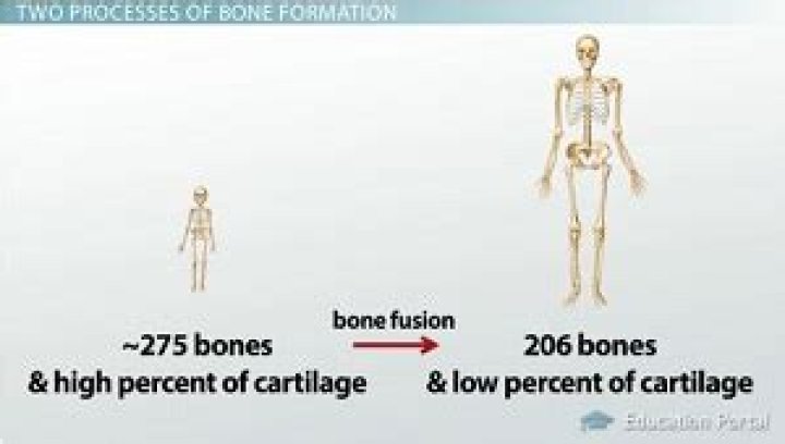 Which bones fuse together as you get older