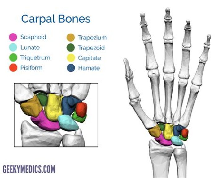 Which carpal bone articulates with the first metacarpal