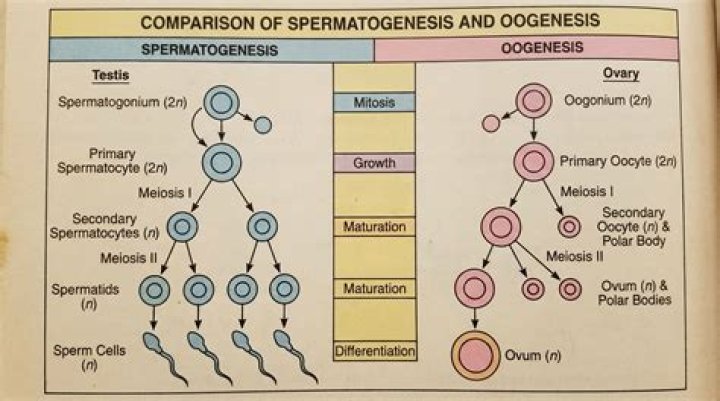 Which cells in the testes are responsible for initiating the process of spermatogenesis