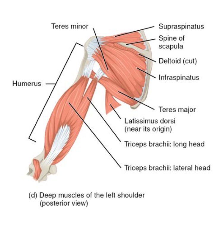 Which of the following muscles insert on the humerus