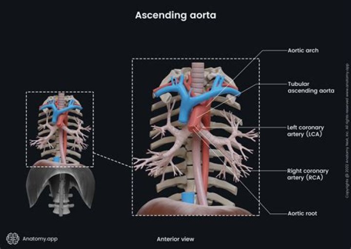 Which part of the aorta passes through the diaphragm