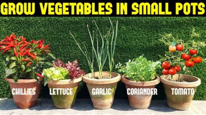 Which plants can grow in small pots