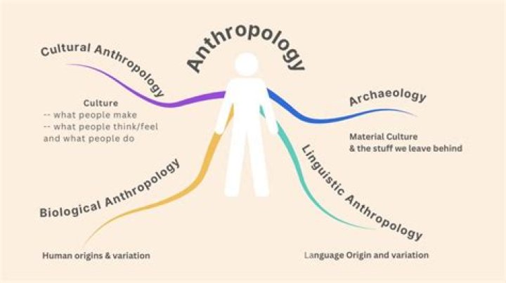 Who do anthropologists work for