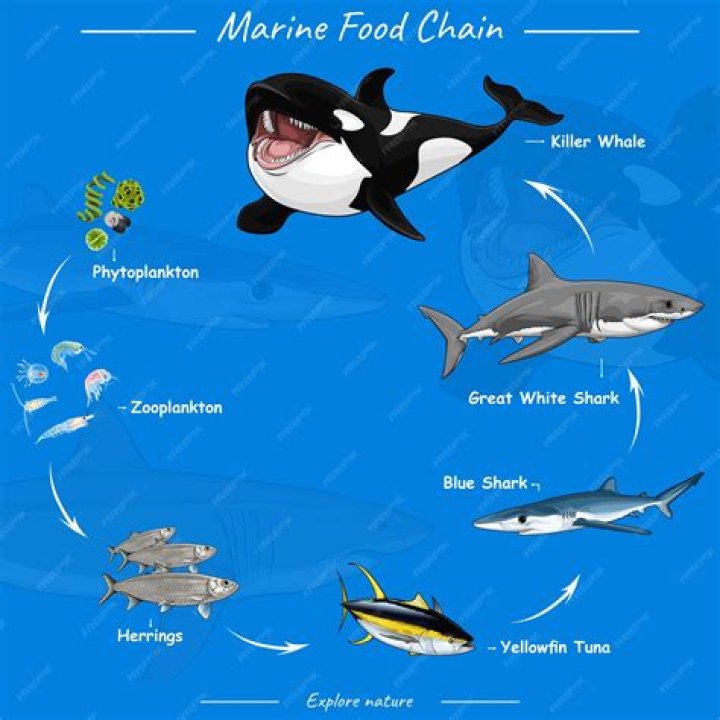 Who is at the top of the marine food chain