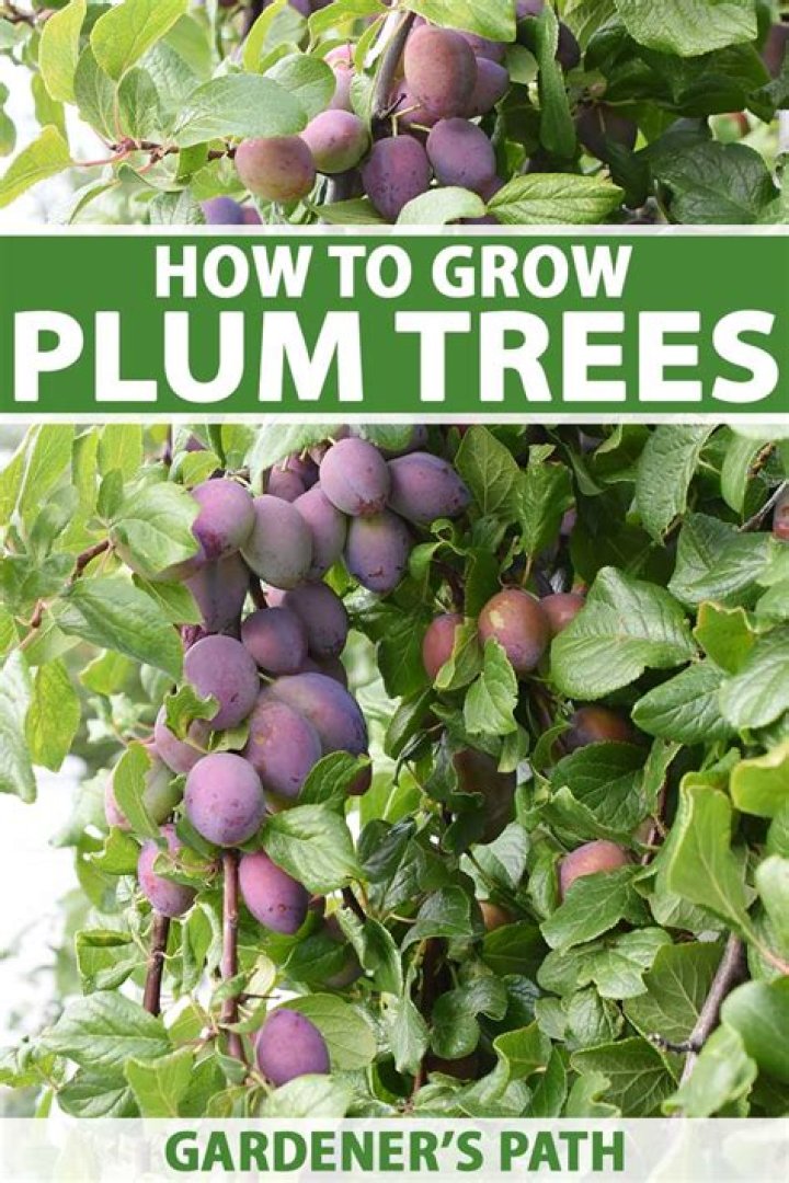 Why are my plums shriveling