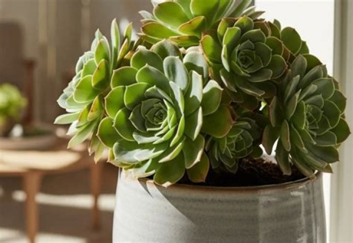 Why are the leaves falling off my aeonium