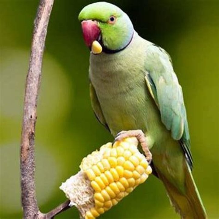 Why do birds need iodine blocks