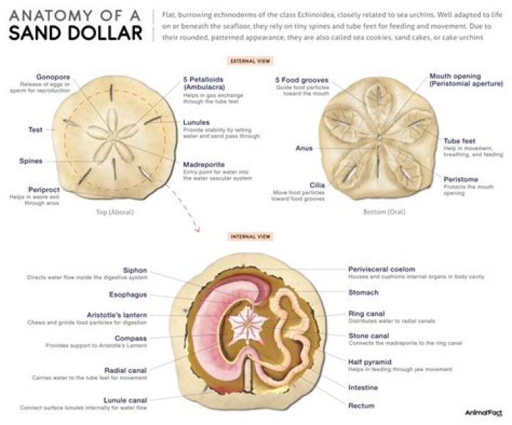 Why do Sand Dollars turn green